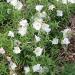 Perene: Oenothera speciosa White  - noćurak , slika2